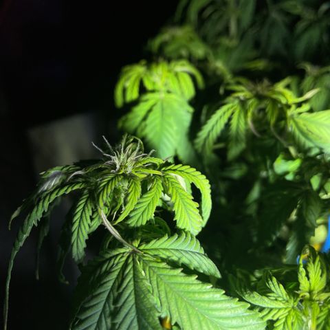 Auto fast & furious  growlog timeline photo