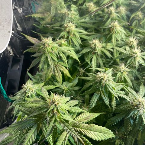 Auto fast & furious  growlog timeline photo