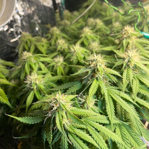 Auto fast & furious  growlog timeline photo