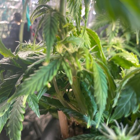 Auto fast & furious  growlog timeline photo