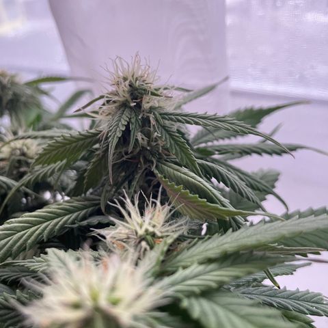 Auto fast & furious  growlog timeline photo