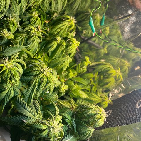 Auto fast & furious  growlog timeline photo