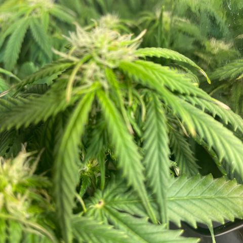 Auto fast & furious  growlog timeline photo
