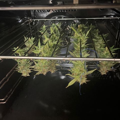 Auto fast & furious  growlog photo: 70% срезал