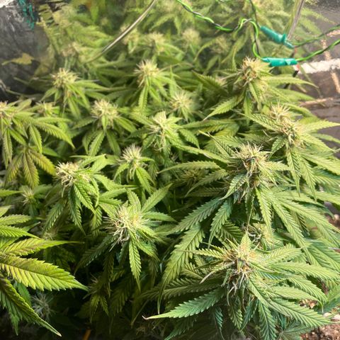 Auto fast & furious  growlog timeline photo