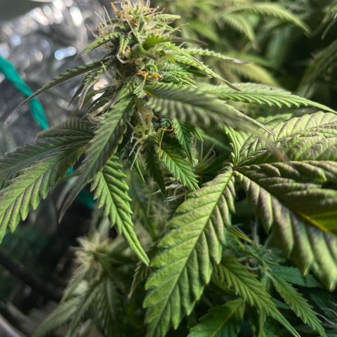 Auto fast & furious  growlog timeline photo
