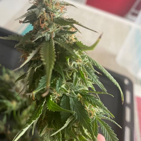 Auto fast & furious  growlog photo: 70% срезал
