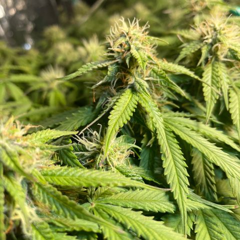 Auto fast & furious  growlog timeline photo