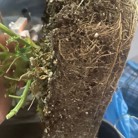 Auto fast & furious  growlog timeline photo
