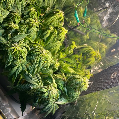 Auto fast & furious  growlog timeline photo