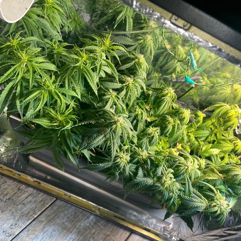 Auto fast & furious  growlog timeline photo