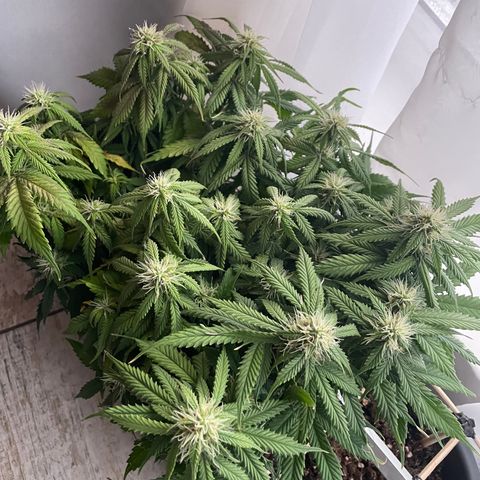 Auto fast & furious  growlog timeline photo