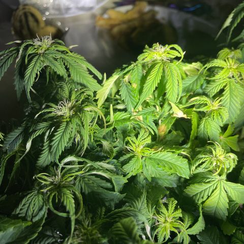 Auto fast & furious  growlog timeline photo