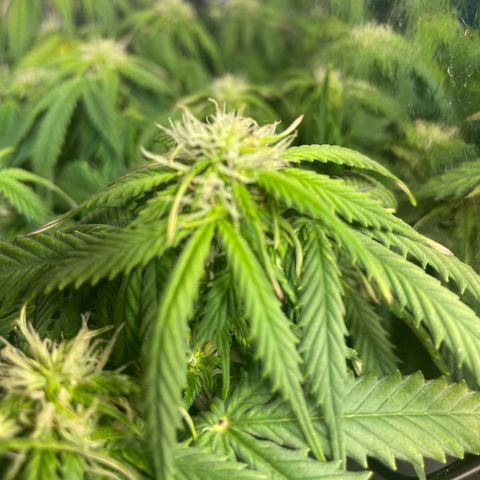 Auto fast & furious  growlog timeline photo