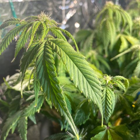 Auto fast & furious  growlog timeline photo