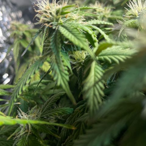 Auto fast & furious  growlog timeline photo