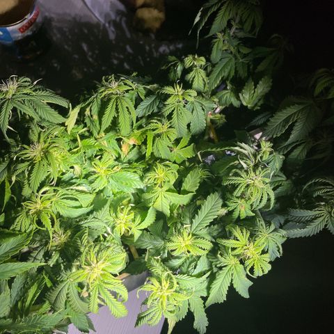Auto fast & furious  growlog timeline photo