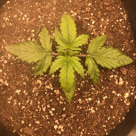 1 growlog timeline photo