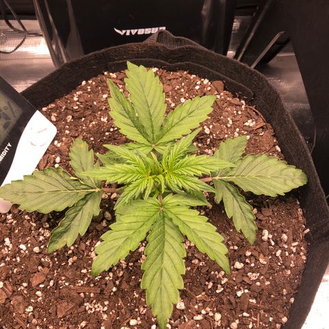 1 growlog timeline photo