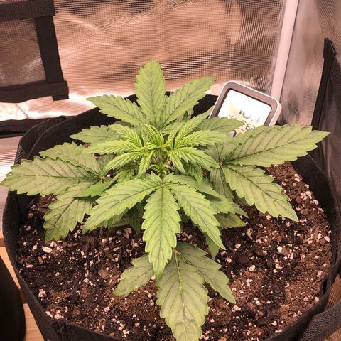 1 growlog timeline photo
