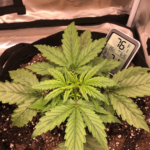 1 growlog photo: Switch to veg 