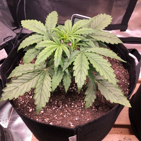 1 growlog timeline photo