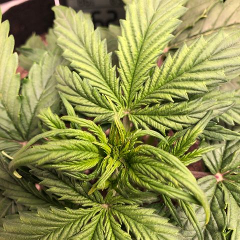 1 growlog timeline photo
