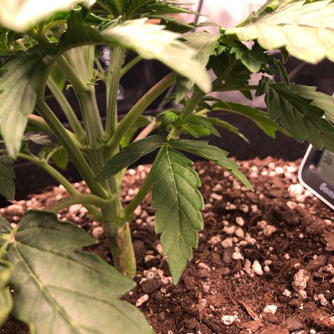 1 growlog timeline photo