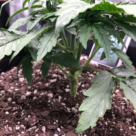 1 growlog timeline photo