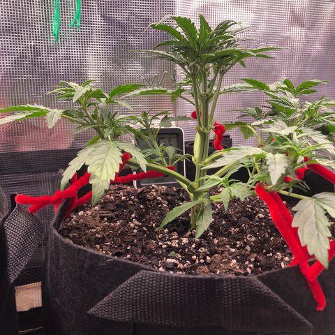 1 growlog photo: First LST