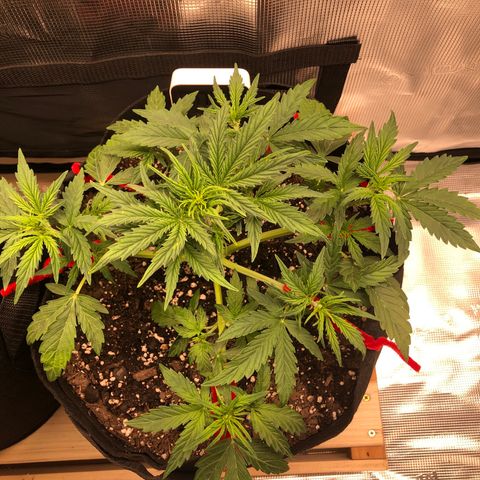 1 growlog photo: First LST