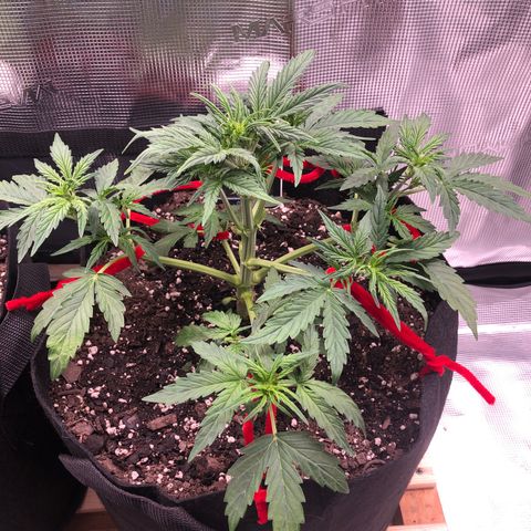 1 growlog photo: First LST