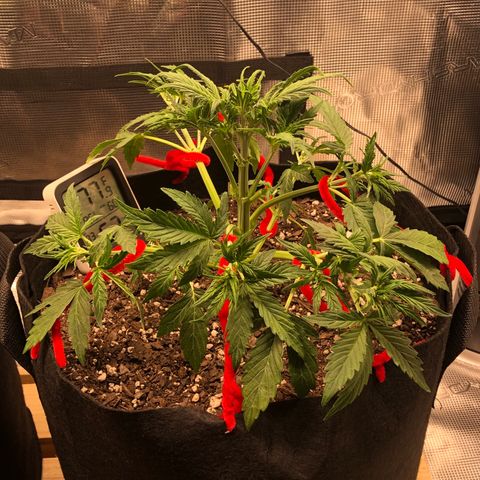 1 growlog timeline photo