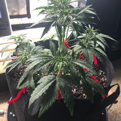 1 growlog photo: I think she’ll be ok