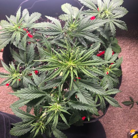 1 growlog photo: I think she’ll be ok