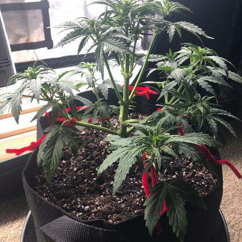 1 growlog photo: I think she’ll be ok
