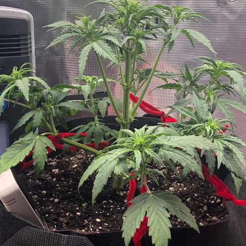 1 growlog timeline photo