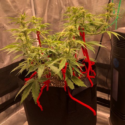 1 growlog photo: A few days late