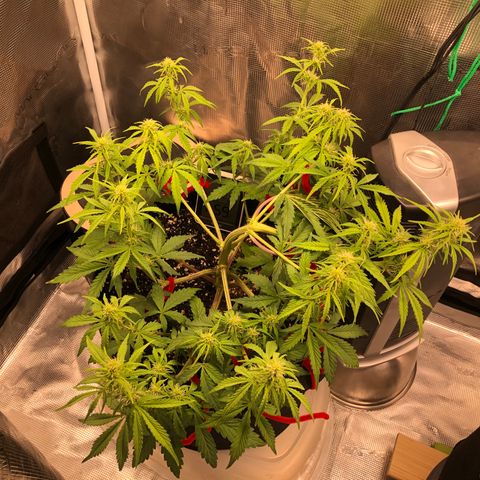 1 growlog photo: A few days late