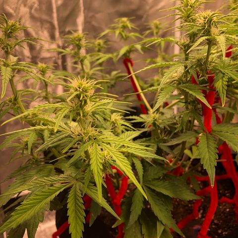 1 growlog photo: A few days late
