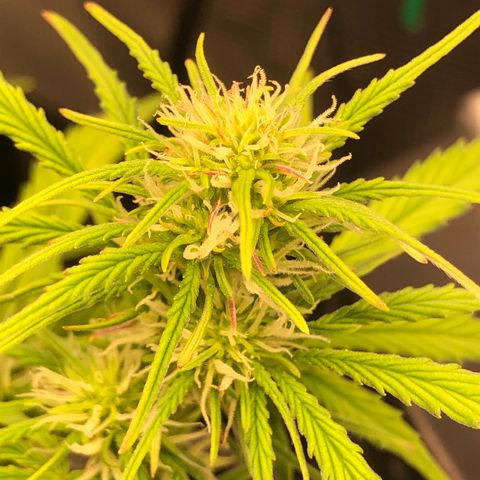 1 growlog photo: A few days late
