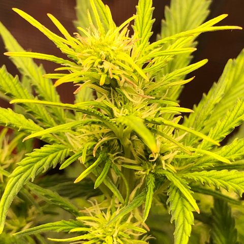 1 growlog photo: A few days late