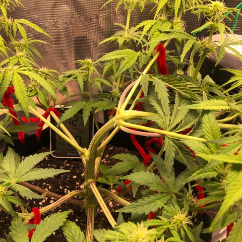 1 growlog photo: A few days late