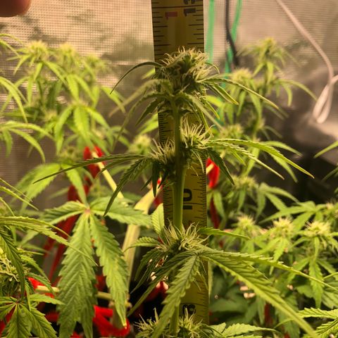 1 growlog timeline photo