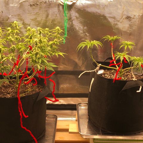 1 growlog timeline photo