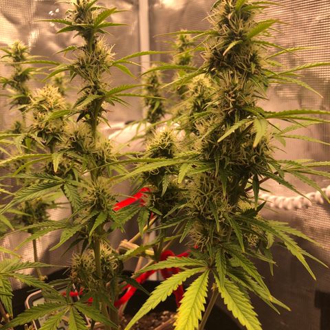 1 growlog timeline photo