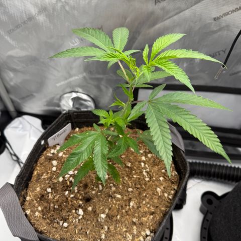 Thelma growlog timeline photo