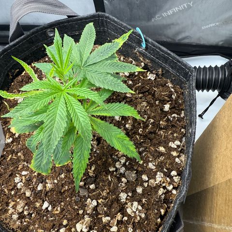 Thelma growlog timeline photo