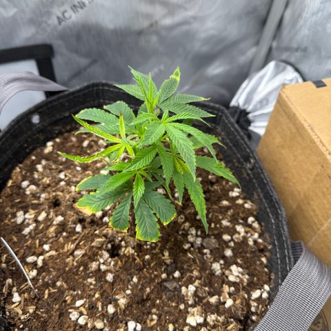 Louise growlog timeline photo