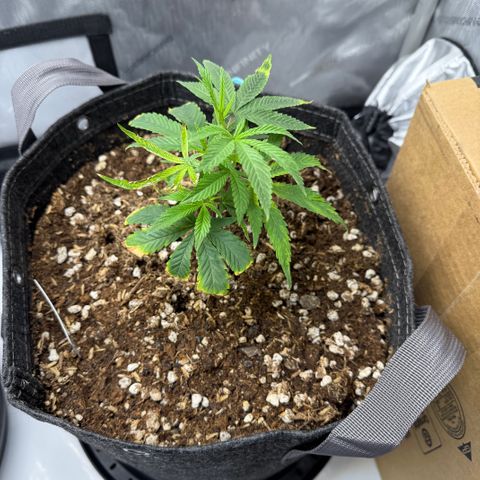 Louise growlog timeline photo